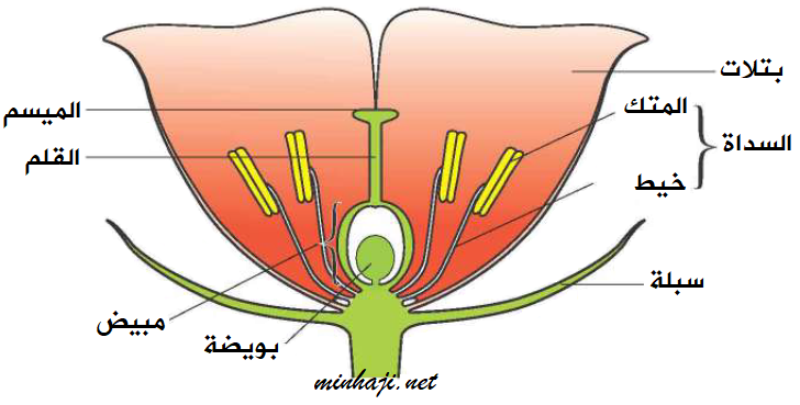 أجزاء الزهرة